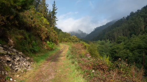 Imagen de la naturaleza entre Salas y Tineo, parte del Camino Primitivo.